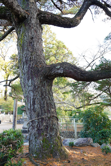 野原祖霊社のゴヨウマツ