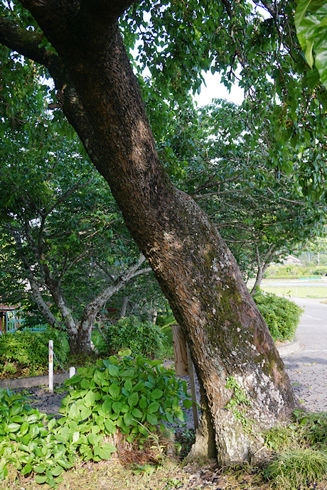 野原の魯桑