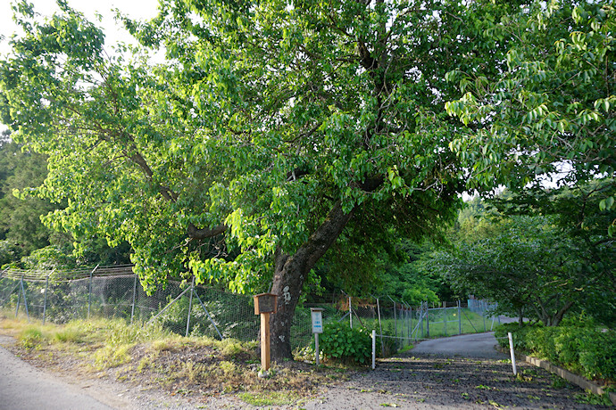 野原の魯桑