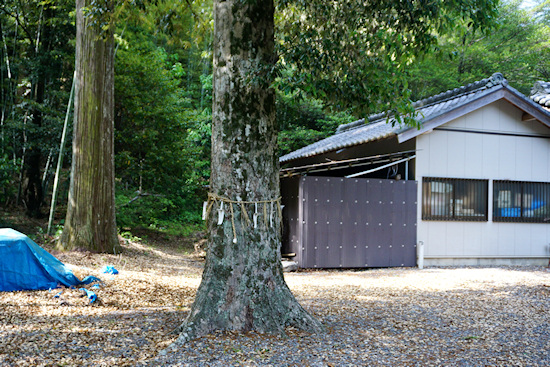 荻原神社のイチイガシ２