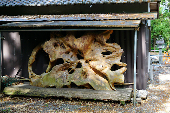 荻原神社　巨木の根