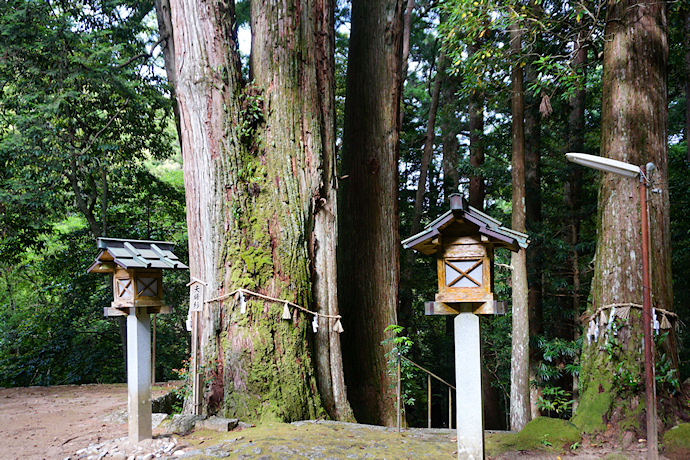 大馬神社の夫婦杉