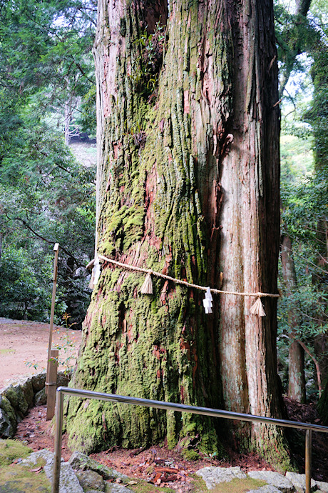 大馬神社の夫婦杉