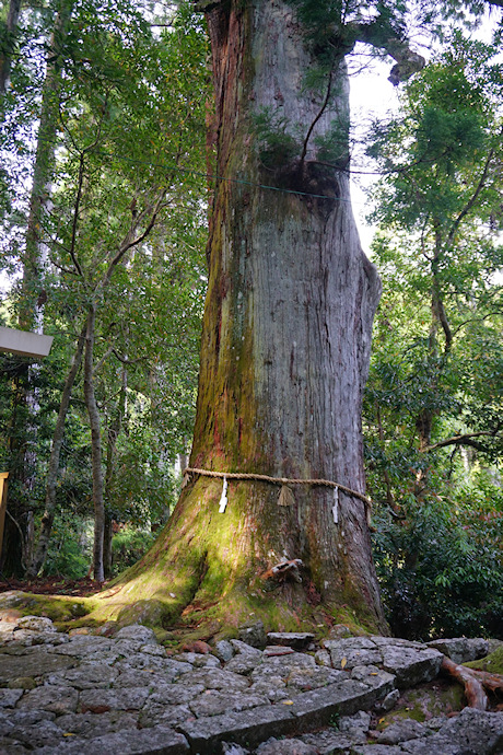 大馬神社　鳥居脇のスギ