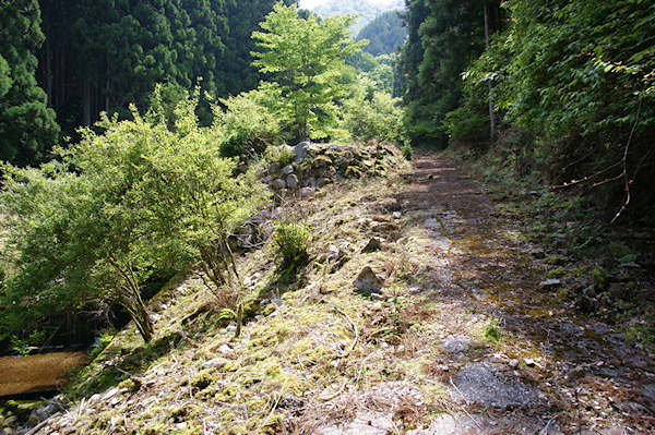 大又のカツラへの道