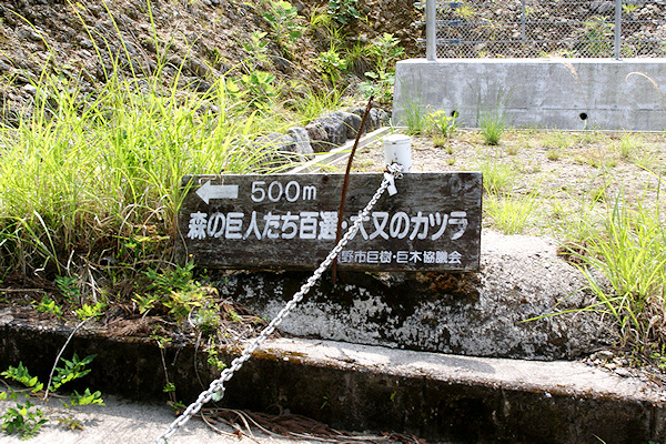 大又のカツラへの道