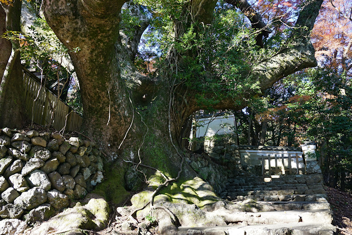 大水神社のクスノキ