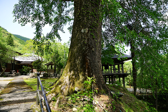 龍翔寺のイチョウ