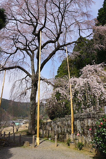 龍祥寺の枝垂れ桜