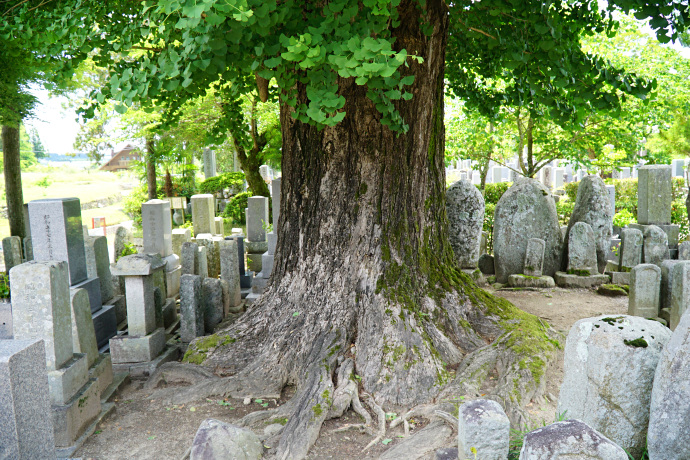 西光寺のイチョウ