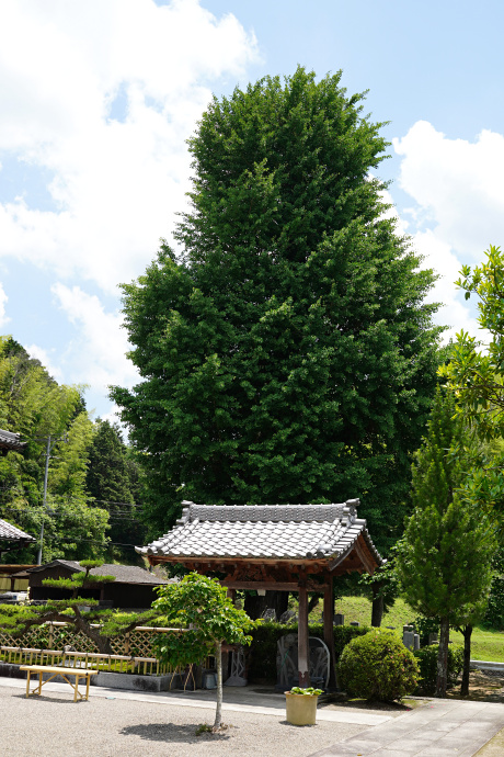 西光寺のイチョウ