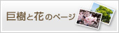 巨樹と花のページトップへ