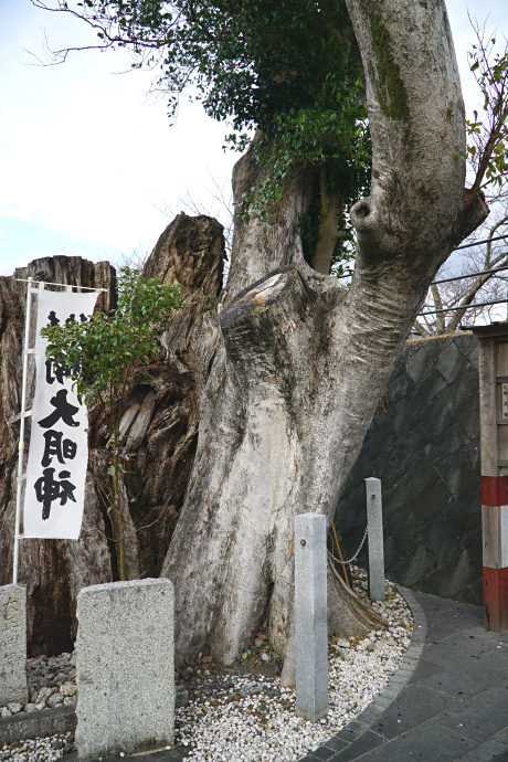 境楠とムクノキ