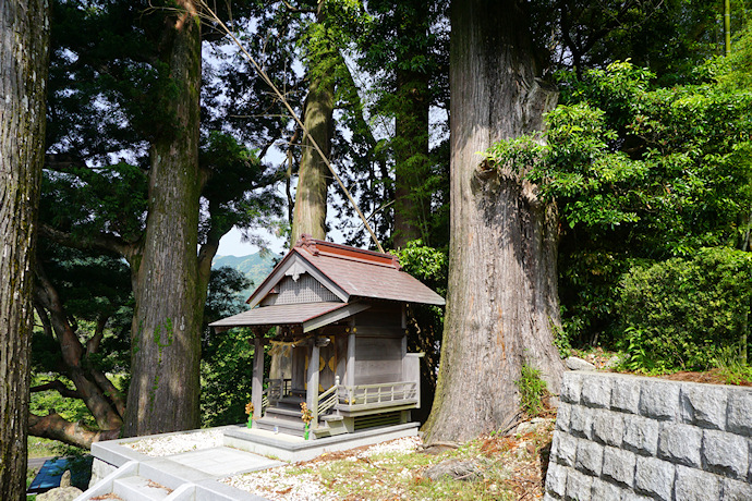 山王神社のスギ