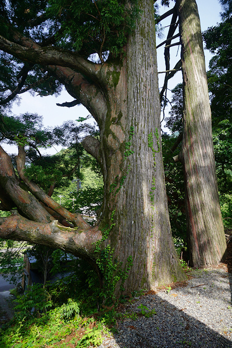 山王神社のスギ