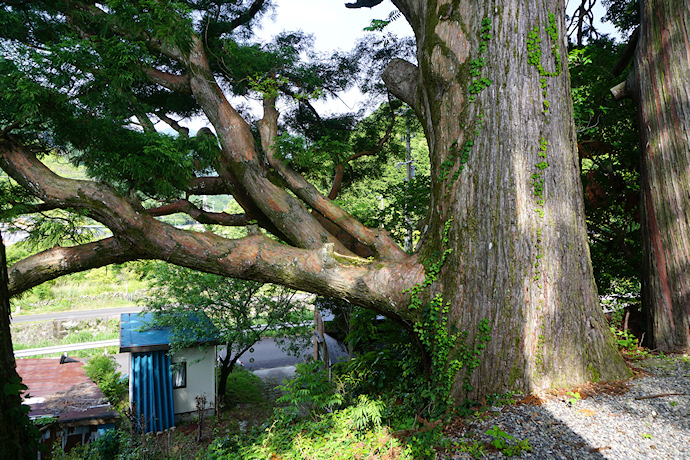 山王神社のスギ