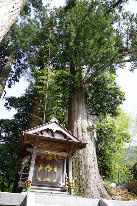 山王神社のスギ