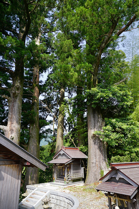 山王神社のスギ