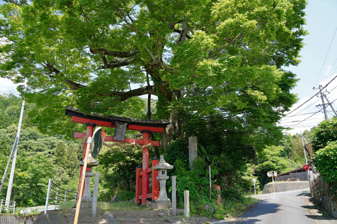 高倉神社のケヤキ