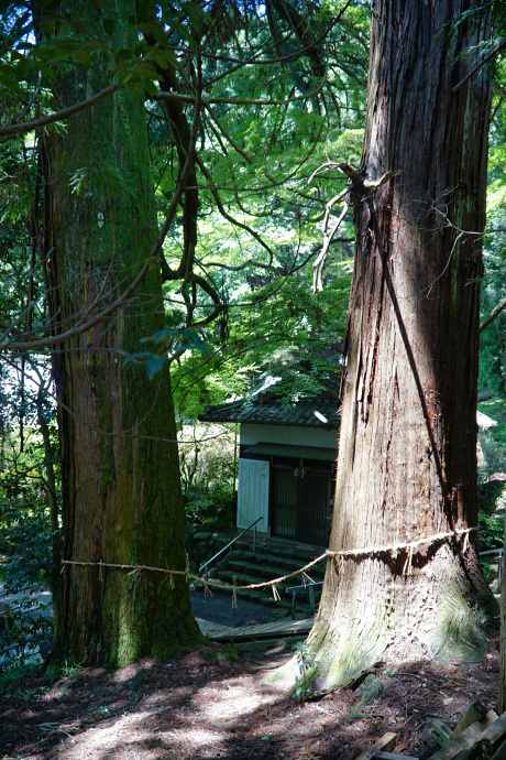 高倉神社のスギ