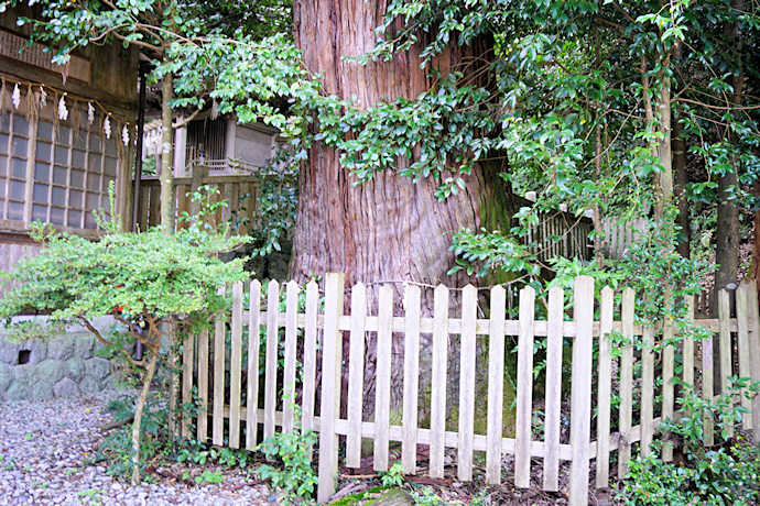 竹原神社のスギ