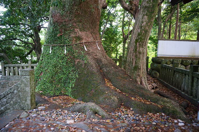 徳司神社の大クス