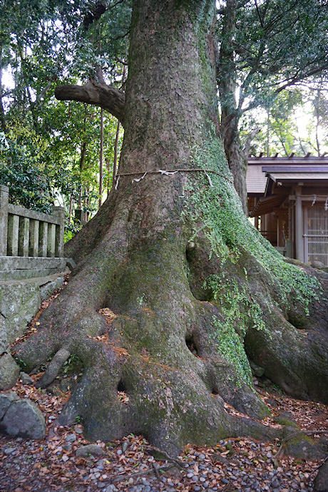 徳司神社の大クス