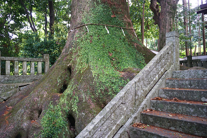 徳司神社の大クス