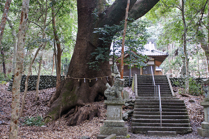 豊浦神社のクスノキ