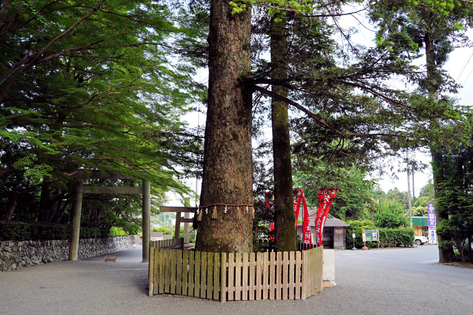 椿大神社のモミ