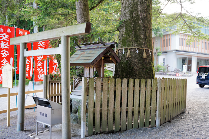 椿大神社のモミ