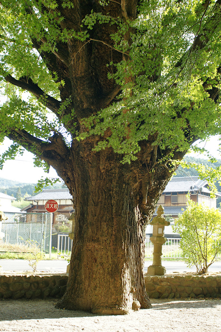 積田神社の大イチョウ