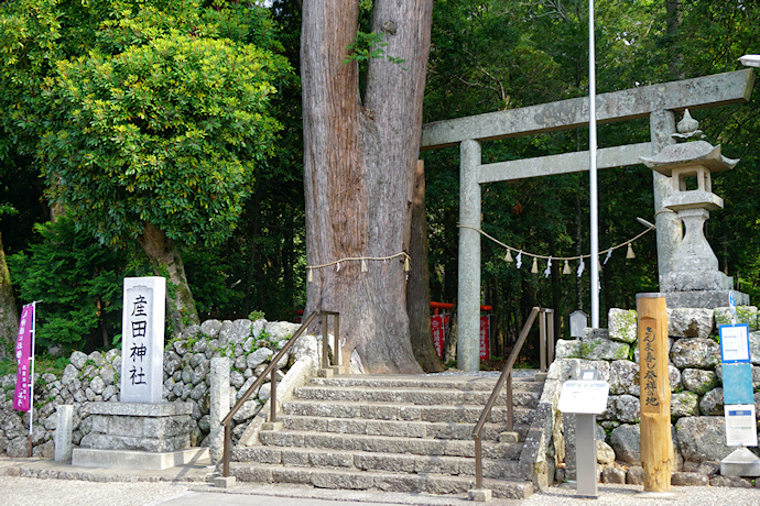 産田神社のスギ
