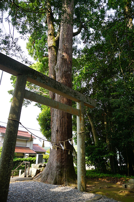 産田神社のスギ