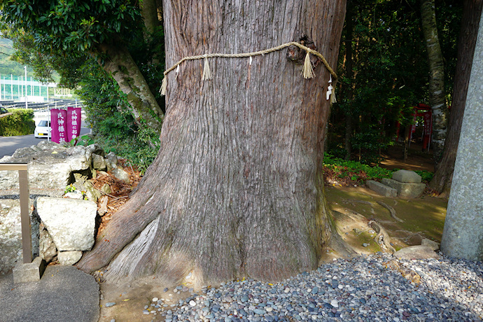 産田神社のスギ