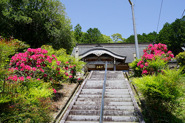 雲林寺とシャクナゲ