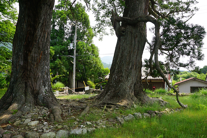 上野の大杉