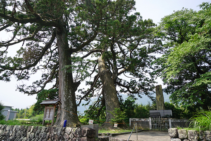 上野の大杉