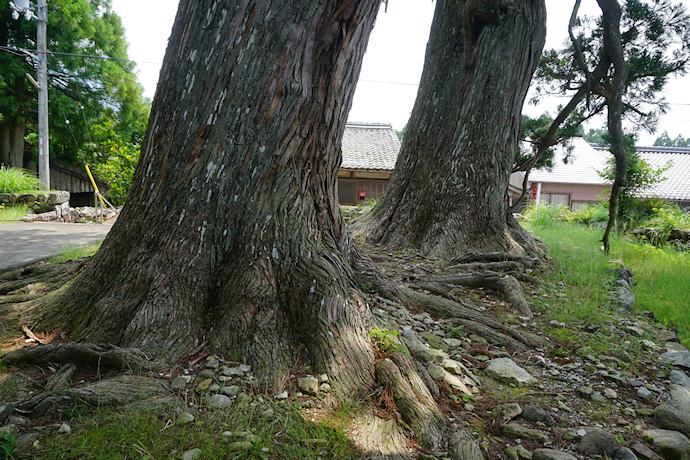 上野の大杉