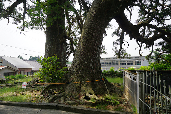 上野の大杉