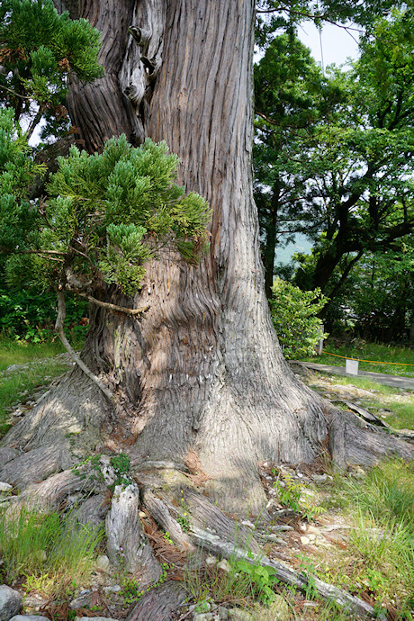 上野の大杉