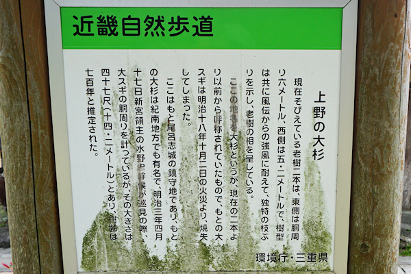 上野の大杉説明板