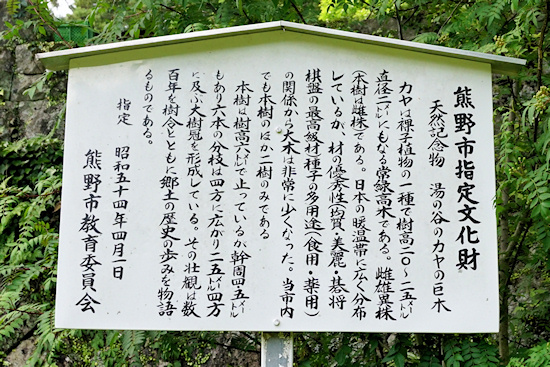 湯の谷のカヤの木の巨木　説明板