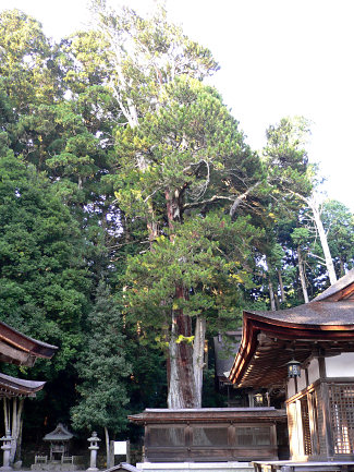 油日神社のコウヤマキ