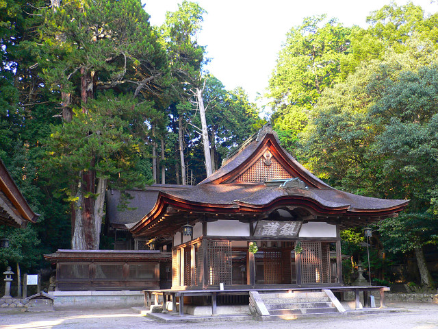 油日神社のコウヤマキ