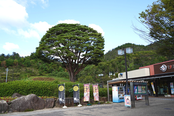 菩提寺PA上り側と美し松