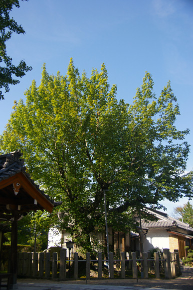 長光寺のハナノキ