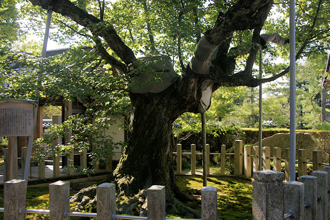 長光寺のハナノキ