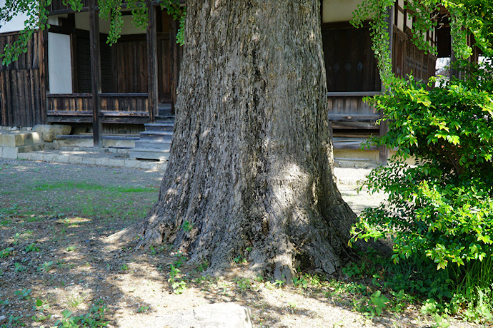 福田寺のイチョウ