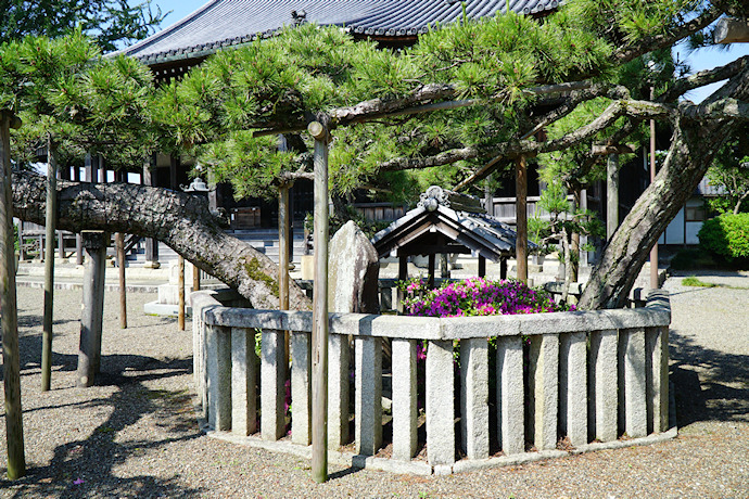 福田寺の蓮如松